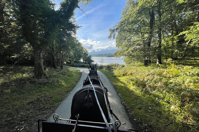 1 Hour Guided Carriage Tour in Killarney National Park - Key Things You Should Know Before You Go