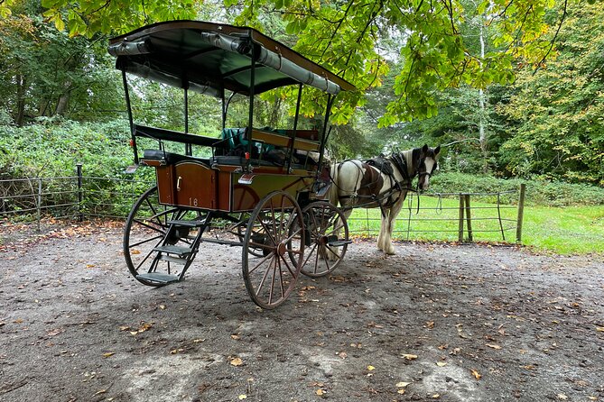 1 Hour Guided Carriage Tour in Killarney National Park - What You Get in 1 Hour Through Killarney National Park