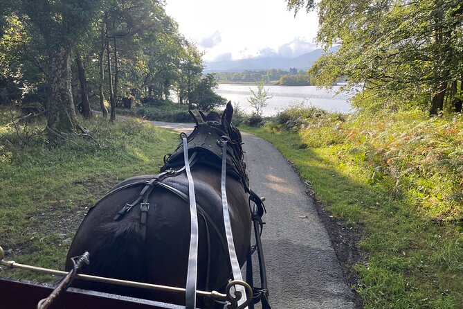 1 Hour Guided Carriage Tour in Killarney National Park - Guides Like Gerald, Aiden, and the Millie-Malachi Team