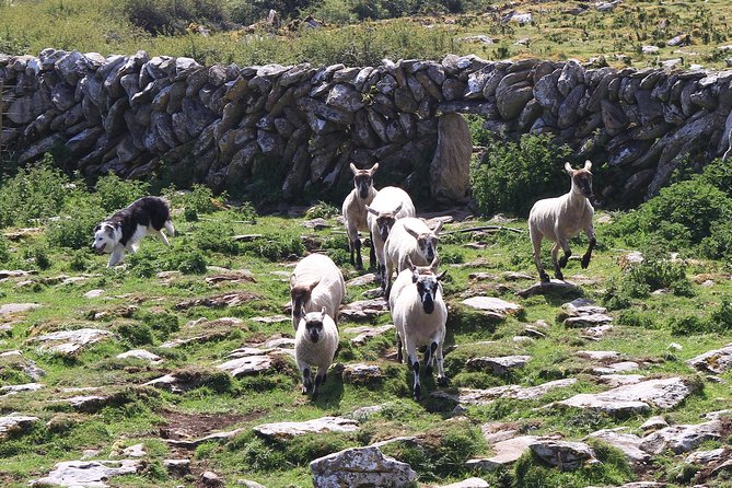 8 Day Emerald Explorer Small Group of tour of Ireland - Day 6: Burren Farm Safari, UNESCO-Style Limestone Terrain, and Galway City Nights
