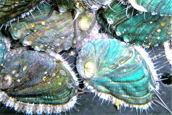 Abalone farm tour and tasting with coastal seaweed walk. Guided. 2 hours - Mungo Murphy’s Seaweed Co: Foraging Along the Atlantic Shore
