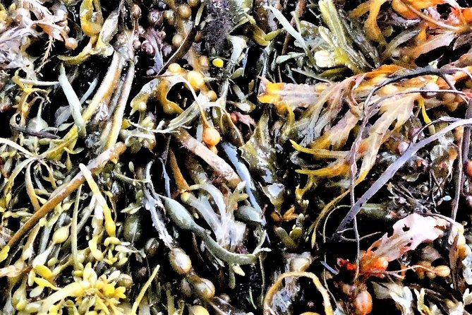Abalone farm tour and tasting with coastal seaweed walk. Guided. 2 hours - Who This Tour Fits Best (and Who Might Want Another Plan)