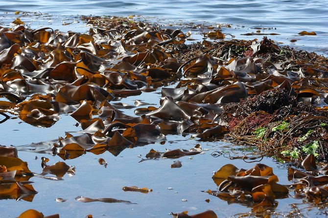 Abalone farm tour and tasting with coastal seaweed walk. Guided. 2 hours - Tips for a Better Coastal Seaweed Walk and Tasting