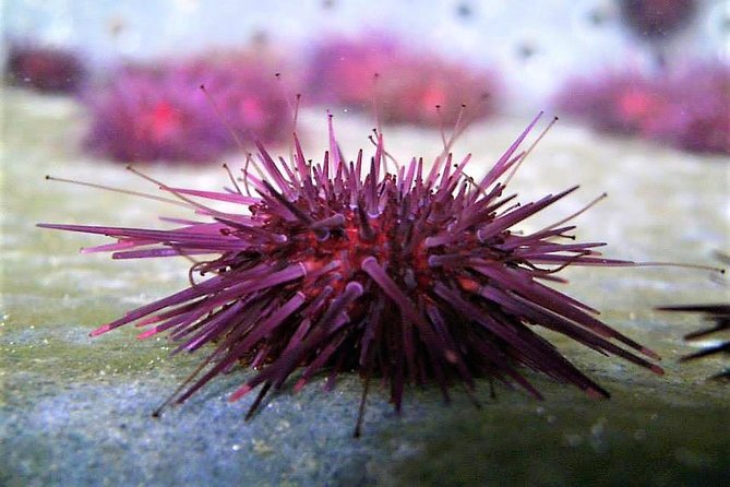 Abalone farm tour and tasting with coastal seaweed walk. Guided. 2 hours - Inside the Abalone Farm: Tanks, Aquaculture, and Hands On Seafood