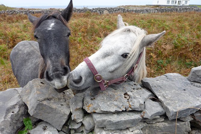 Aran Islands Scenic Flight and Galway Rail Tour from Dublin - Galway City free time: the part that makes it feel like a trip, not a commute