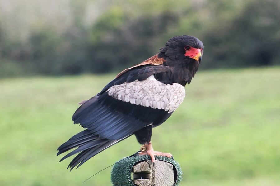 Ballyvaughan: Aillwee Burren Experience Entry Ticket - Who This Experience Suits Best