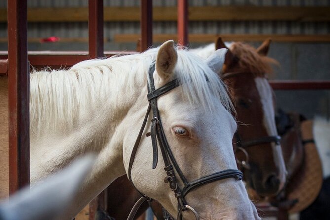 Beach & countryside horse riding outside Westport. Guided. 1 hour - From Carrowholly Stables to the shoreline near Westport