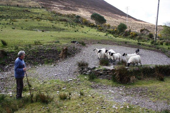 Best Ring of Kerry Tour ex Killarney inc Killarney National Park - Moll’s Gap and Ladies View: where the photos make sense