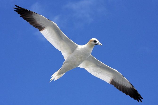 Blasket Island Eco Tour. - What to Pack for a Bumpy, Sea-Sprayed Afternoon