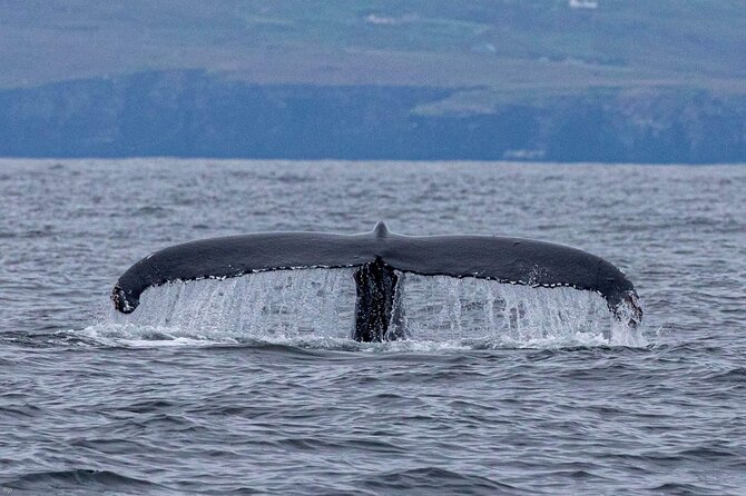 Blasket Island Eco Tour. - Who Should Book This Eco Tour in Dingle