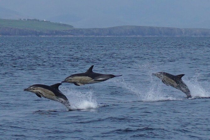 Blasket Island Eco Tour. - Cruising Past Slea Head and the Blasket Cliffs