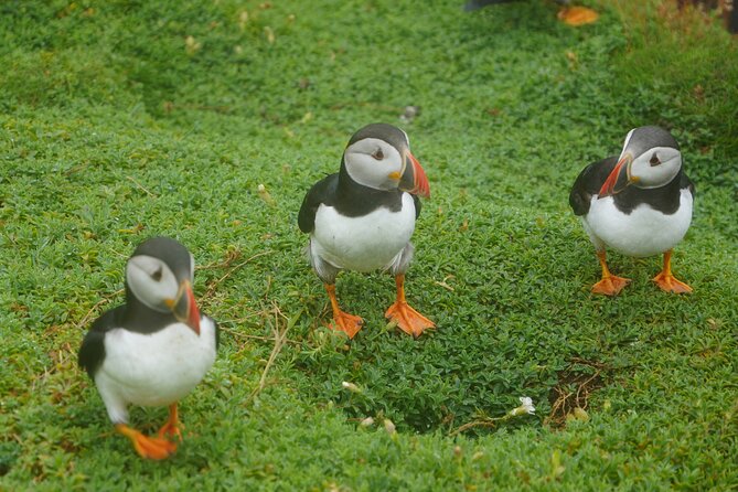 Blasket Island Sea Life Rib Tour, - The 2 hours 30 minutes route around the Blasket Islands