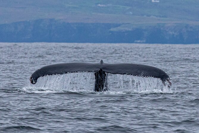 Blasket Island Sea Life Rib Tour, - Marine life watch: dolphins, whales, seals, puffins, and sea birds