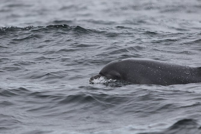 Blasket Island Sea Life Rib Tour, - Who should book this, and who should think twice