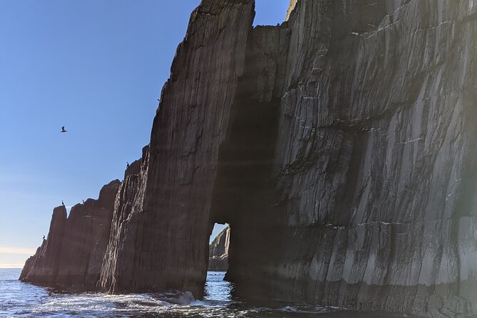 Boat Tour of Dingle Peninsula - Dolphin chances off the Dingle Peninsula: how to spot them without losing the fun