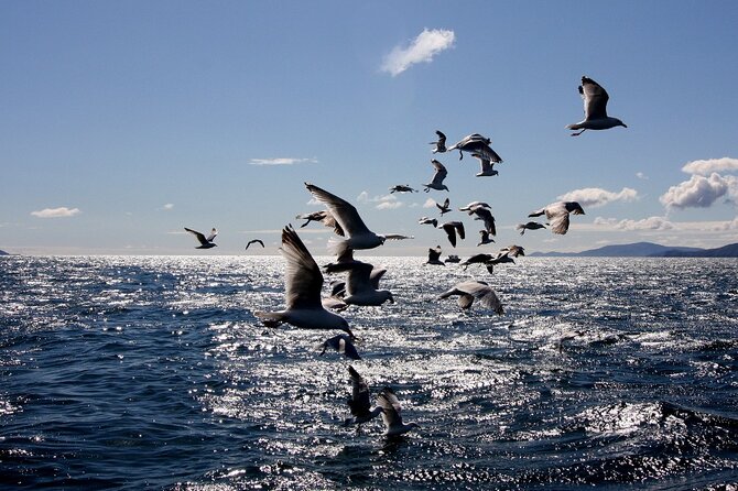 Boat Tour of Dingle Peninsula - Price and value: $20.57 for a Dingle day view