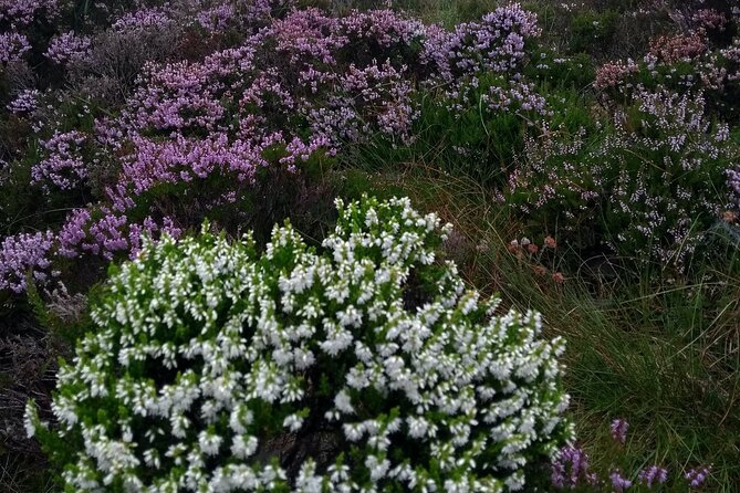 Bog Safari Hike - Wild Atlantic Way stop: peat formation, myths, monastic site, and turf cutting