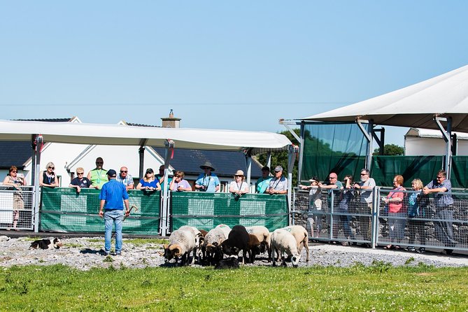 Caherconnell Fort & Sheepdog Demonstrations - After the Demo, Petting, Photos, and a More Personal Feel