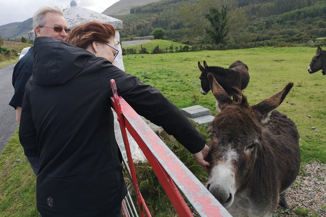 Cliffs of Moher & Galway Bay private tour or Galway city day trip - Key highlights worth your attention