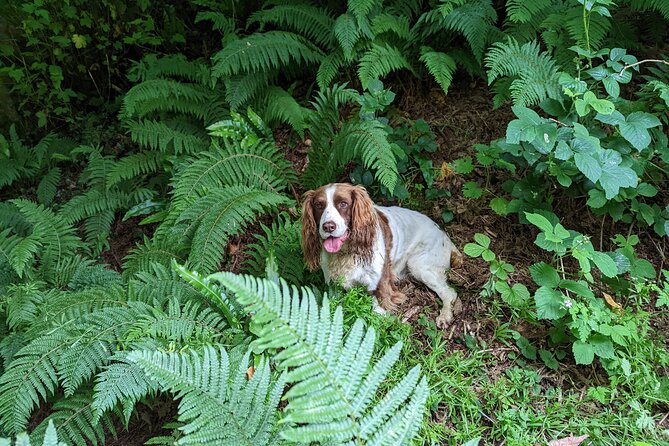 Coastal Foraging and Folklore Tour - Tide-line finds, shoreline plants, and what the Sandycove walk is really like