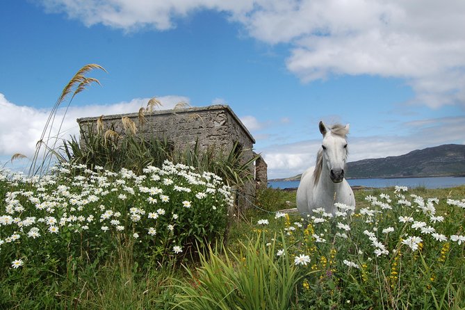 Connemara & Connemara National Park day tour from Galway. Guided. - Rolling Out of Galway: Timing, Comfort, and a Real Local Driver-Guide