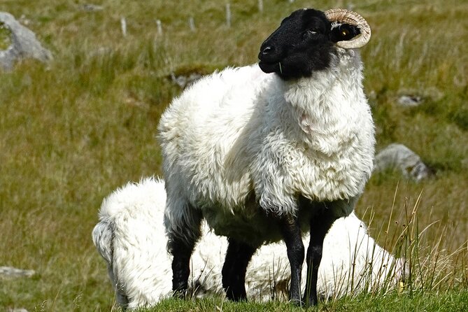 Connemara Day Trip Including Leenane Village and Kylemore Abbey from Galway - Kylemore Abbey and the Victorian Walled Garden: The Main Event