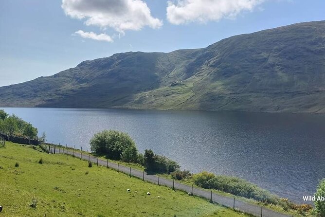 Connemara Sheep Farm experience & Kylemore Abbey by Lux Limousine - Killary Sheep Farm: working farm life and sheepdog demonstrations