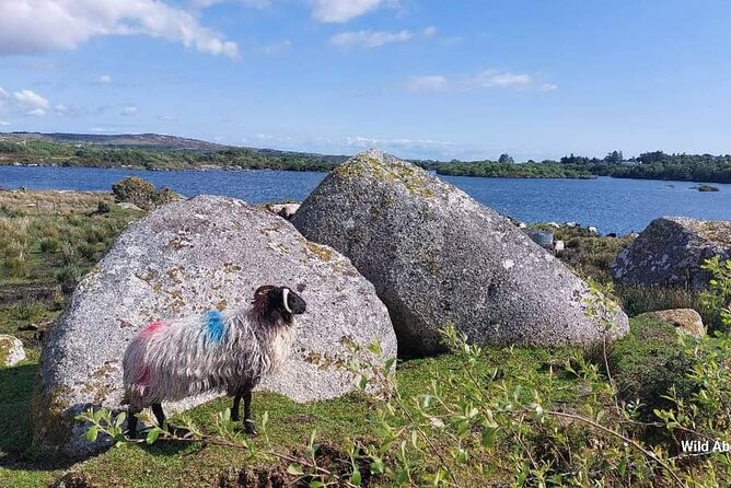 Connemara Sheep Farm experience & Kylemore Abbey by Lux Limousine - Who this tour fits best (and who should think twice)