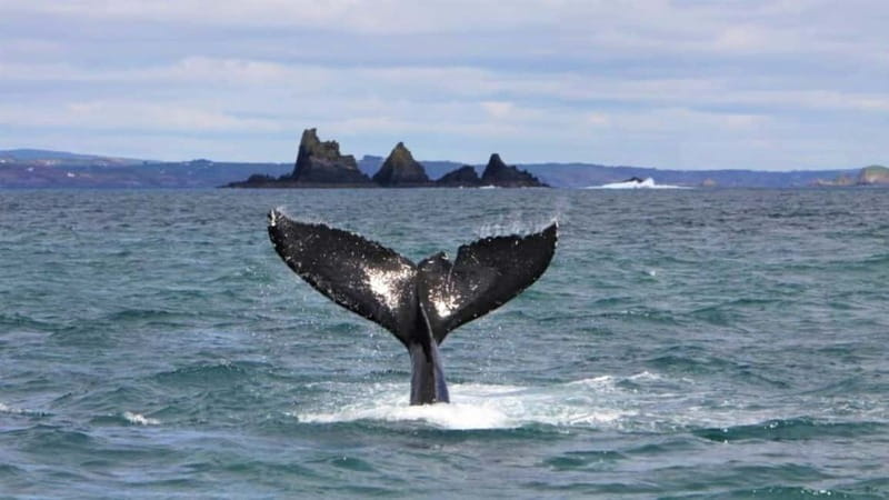 Cork: Fastnet Rock Lighthouse and Cape Clear Island Tour - Ferry Day on the Wild Atlantic Way: Baltimore or Schull