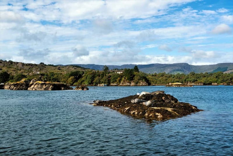 Cork: Fastnet Rock Lighthouse and Cape Clear Island Tour - Wildlife Chances Between Island and Lighthouse