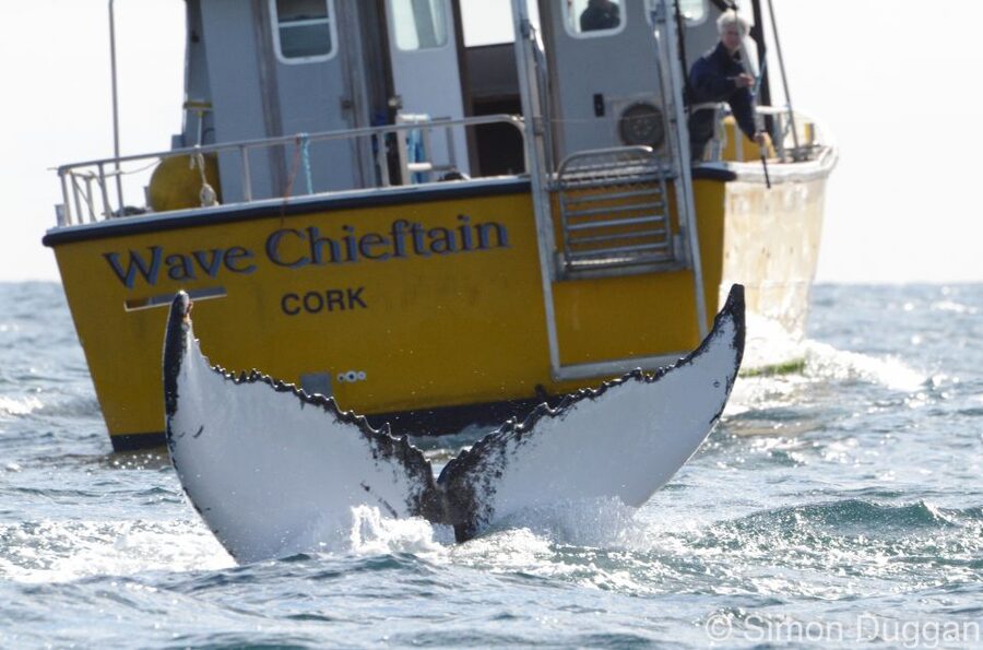 County Cork: Whale & Dolphin Watching Boat Trip - Why a half-day whale hunt off Baltimore feels so worthwhile