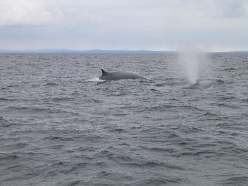 County Cork: Whale & Dolphin Watching Boat Trip - FAQ