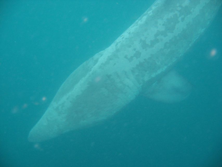 County Cork: Whale & Dolphin Watching Boat Trip - What happens during the 3 to 4 hour cruise