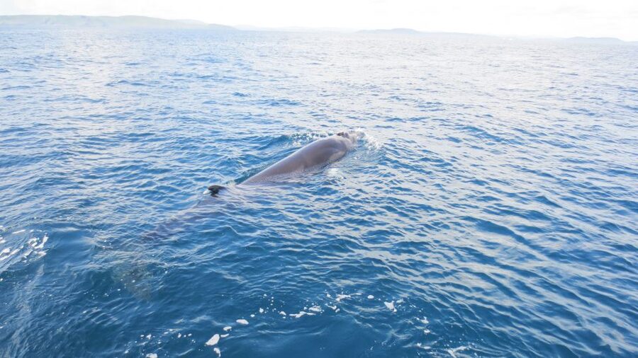 County Cork: Whale & Dolphin Watching Boat Trip - Wildlife odds: whales, dolphins, seals, plus Mola mola and basking sharks
