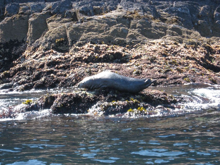 County Cork: Whale & Dolphin Watching Boat Trip - What to pack, and who this boat trip fits best