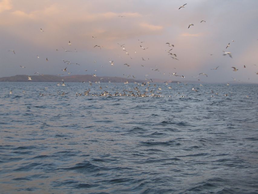 County Cork: Whale & Dolphin Watching Boat Trip - Should you book this Baltimore whale and dolphin trip?