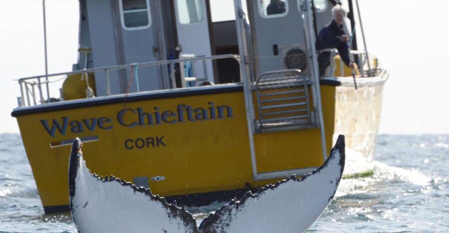 County Cork: Whale & Dolphin Watching Boat Trip - Meeting at the North Pier: finding the yellow WAVE CHIEFTAIN