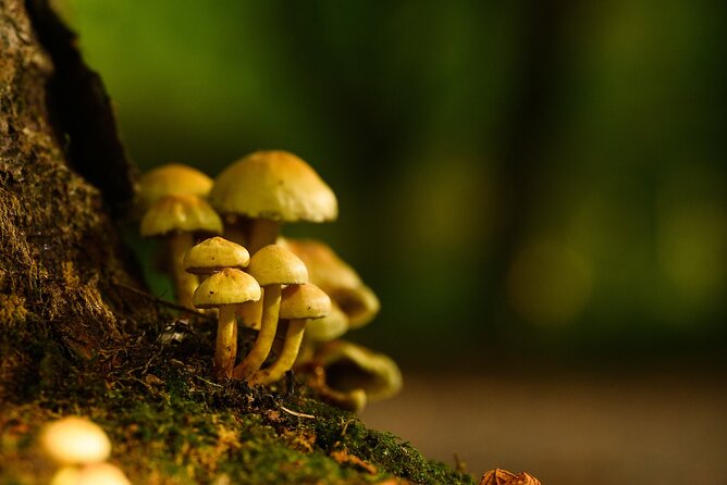 Courtown Woodland Guided Tour - Price and value: why $42.17 can make sense