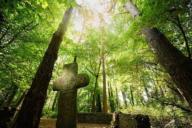 Courtown Woodland Guided Tour - Light foraging for edible and medicinal plants, with a safer mindset
