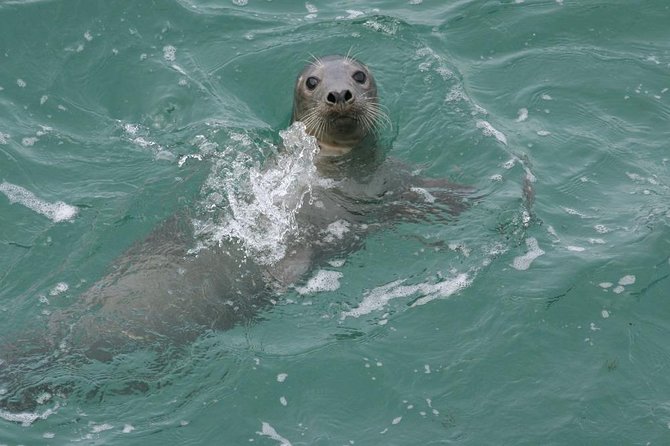 Dingle Boat Tours RIB Adventure Private - Dingle cliffs from the water: character beats height