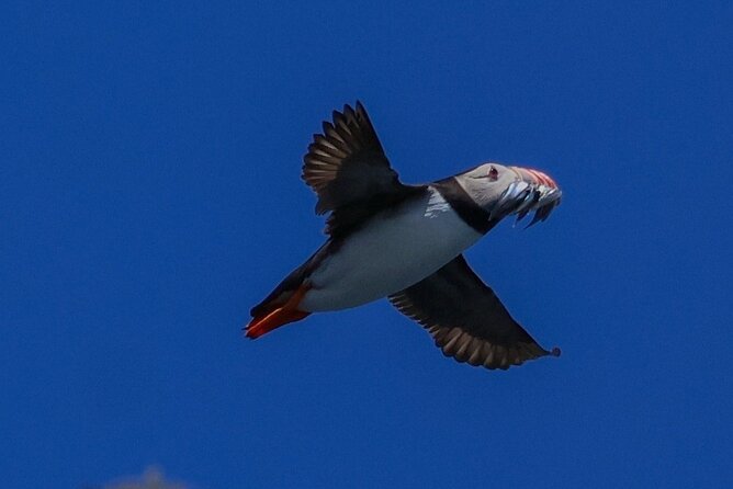 Dingle Boat Tours RIB Adventure Private - Fungie and the wildlife moments you actually remember
