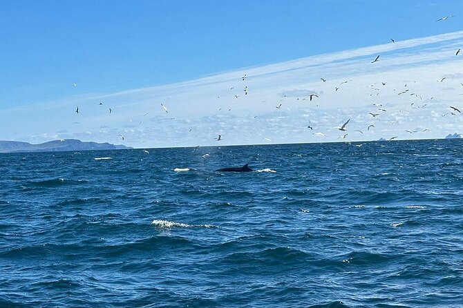 Dingle Boat Tours RIB Adventure Private - The 12.5m RIB: why this boat type is the whole point
