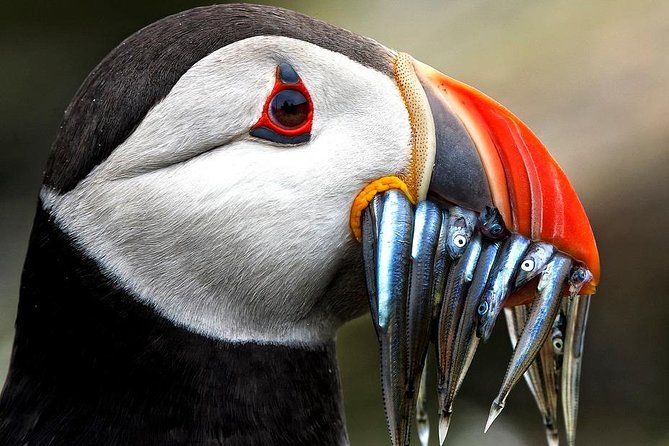 Dingle Boat Tours Wildlife RIB Adventure - Dingle Marina to Blasket Islands: the 11.5m RIB feel
