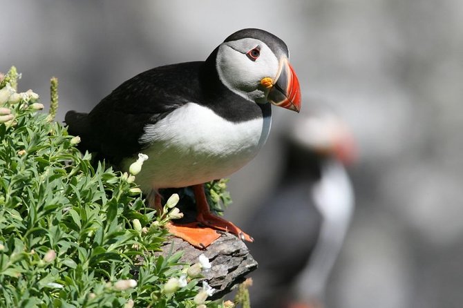 Dingle Boat Tours Wildlife RIB Adventure - 2.5 hours of speed, coves, and sea caves
