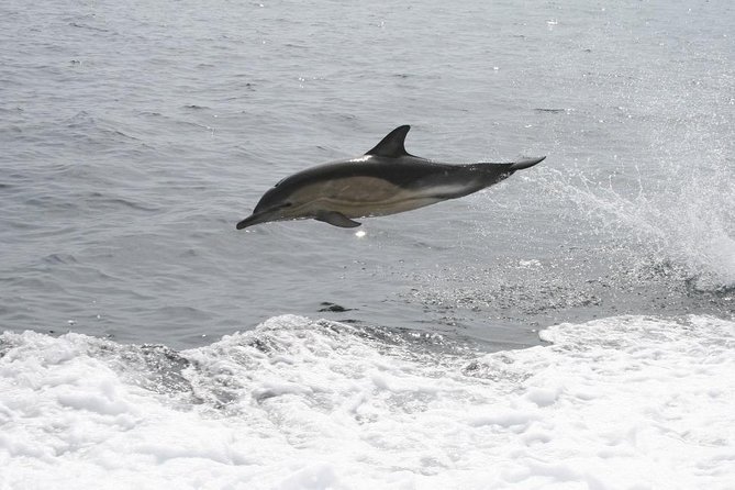 Dingle Boat Tours Wildlife RIB Adventure - Marine National Park energy, not just a shoreline cruise