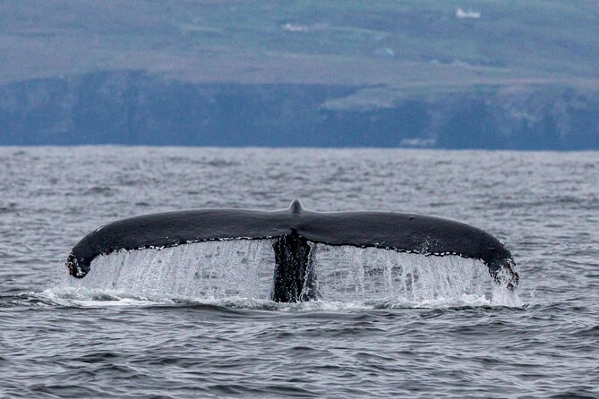 Dingle Boat Tours Wildlife RIB Adventure - Practical notes: getting wet, timing, and rough water reality