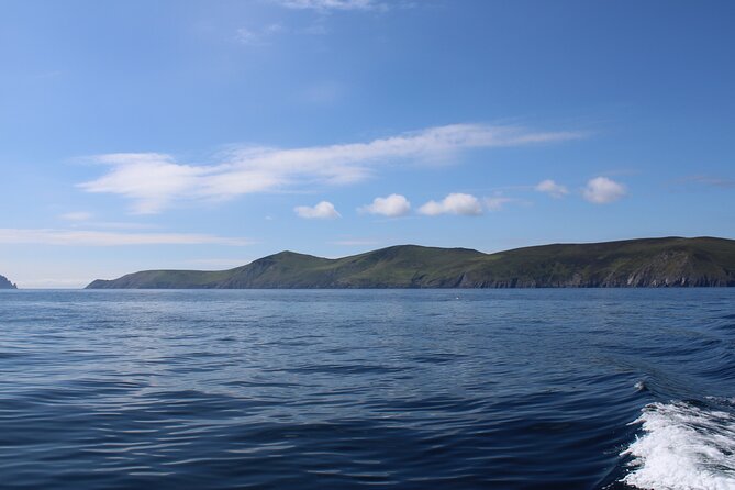 Dingle Dolphin Blasket Adventures - Wildlife spotting with realistic expectations (dolphins, seals, puffins)