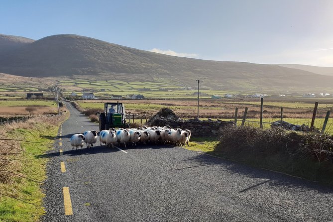 Dingle: Hour Slea Head Drive Tour 4hr - Personal Chauffeur Guide - Slea Head Drive viewpoints and the Blasket Islands