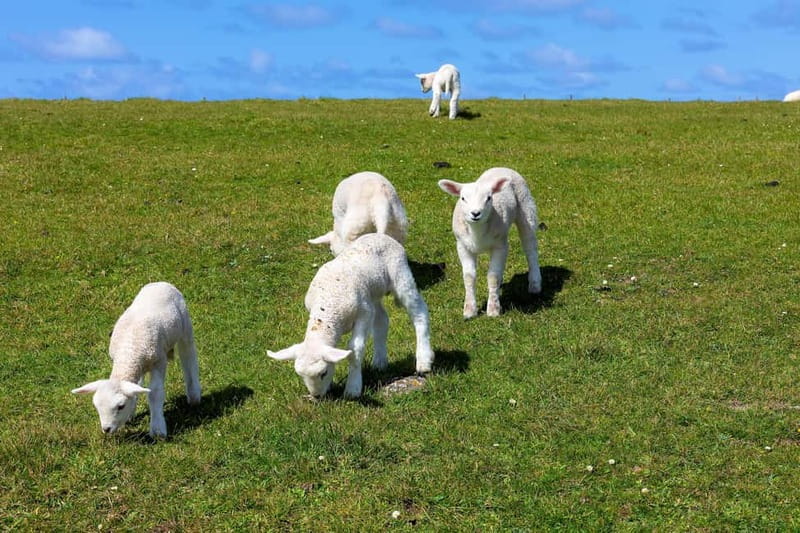 Dingle Peninsula & Slea Head Drive: Tour from Killarney - Dingle Peninsula and Slea Head Drive: What Makes This Day Feel Big