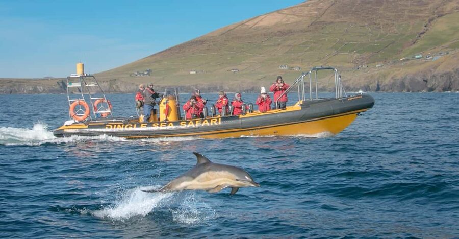 Dingle: Sea Safari by RIB Boat - RIB Speed Over Dingle Bay: What the 2.5 Hours Feels Like